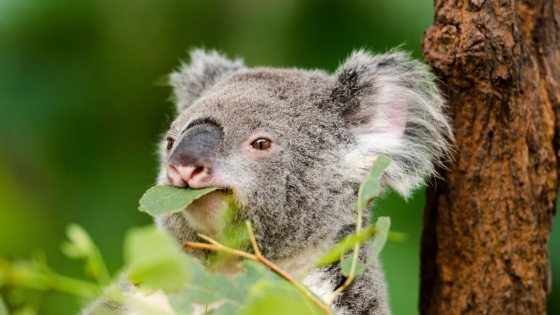 NUEVA ZELANDA Y AUSTRALIA